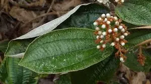 CANELA-DE-VELHO (Miconia albicans)