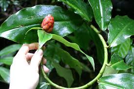 CANA-FISCAL (Costus spicatus)
