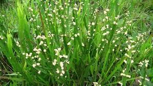 CARQUEJA (Baccharis trimera)