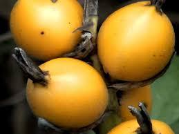 NÓ-DE-CACHORRO (Heteropterys aphrodisiaca)