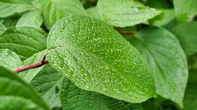 UNHA-DE-GATO (Uncaria tomentosa)