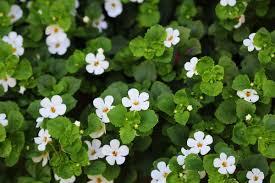 BACOPA (Bacopa monnieri)