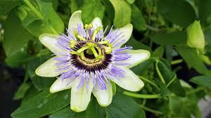 PASSIFLORA (Flor do Maracujá)