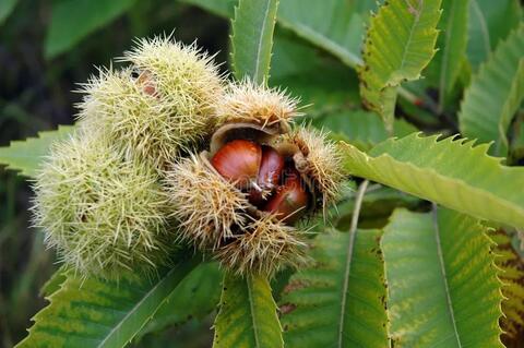 CASTANHA-DA-ÍNDIA (Aesculus hippocastanum)