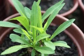 ARNICA-DO-MATO (Solidago microglossa)