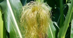 CABELO DE MILHO (Zea mays)