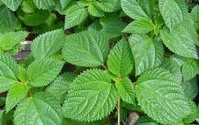 URTIGA-MAIOR (Urtica dioica)