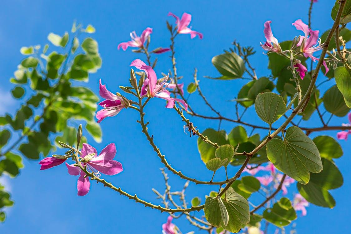 PATA-DE-VACA (Bauhinia forficata)