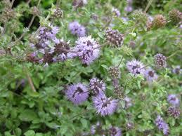 POEJO (Mentha pulegium)