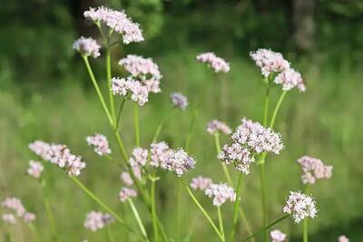 VALERIANA (Valeriana officinalis)