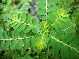 QUEBRA-PEDRA (Phellanthus niruri)