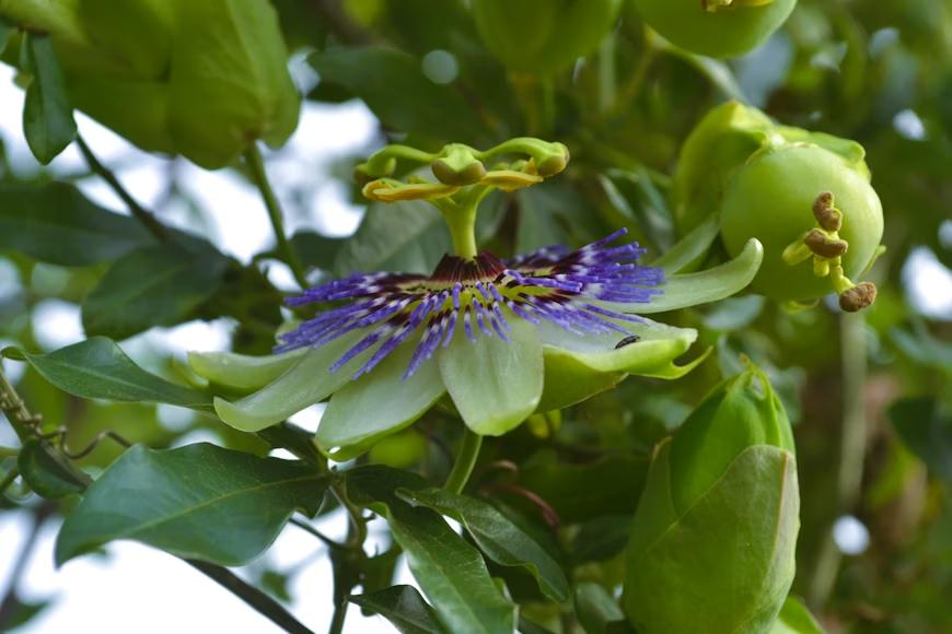 PASSIFLORA (Maracujá)