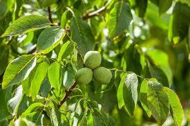 NOGUEIRA (Juglans regia)