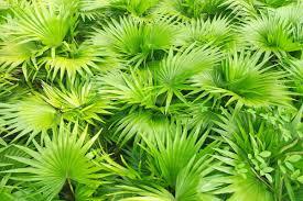 SAW PALMETTO (Serenoa repens)