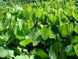 CHAPÉU-DE-COURO (Echinodorus macrophyllus)
