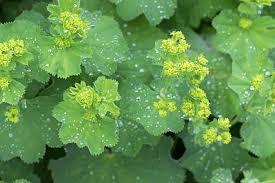 PATA-DE-LEÃO (Alchemilla vulgaris)