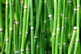 CAVALINHA (Equisetum arvense)