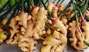 GENGIBRE (Zingiber officinale)