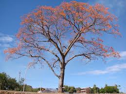 MULUNGU (Erythrina mulungu)