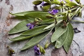 SÁLVIA (Salvia officinalis)