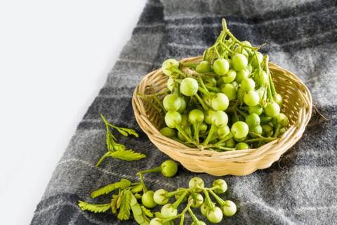 JURUBEBA (Solanum paniculatum)