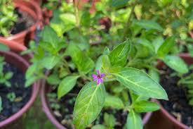 SETE-SANGRIAS (Cuphea carthagenensis)