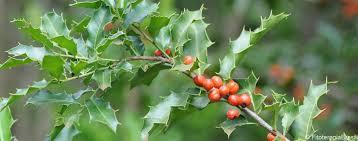 ESPINHEIRA-SANTA (Monteverdia ilicifolia)